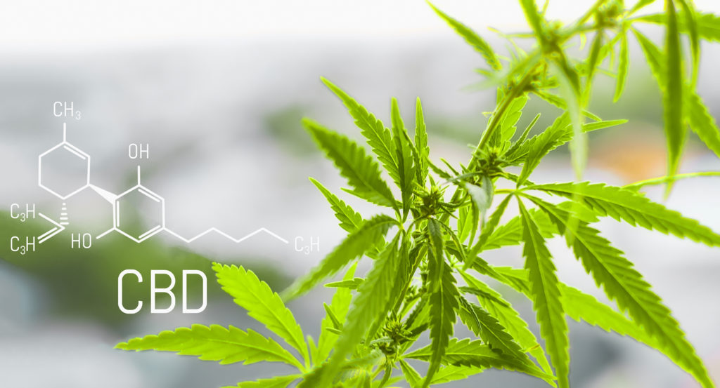 CBD Verses THC | Hempfield Botanicals